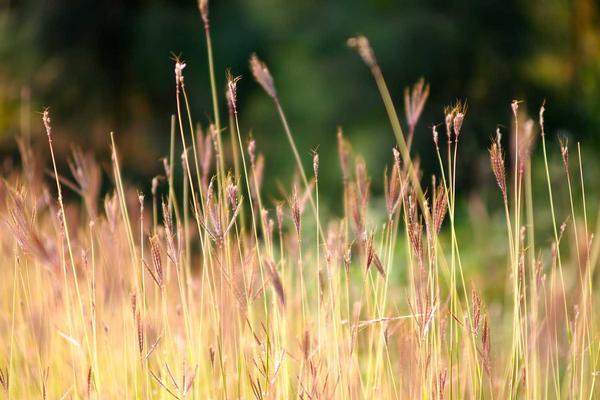 Милиони цветове